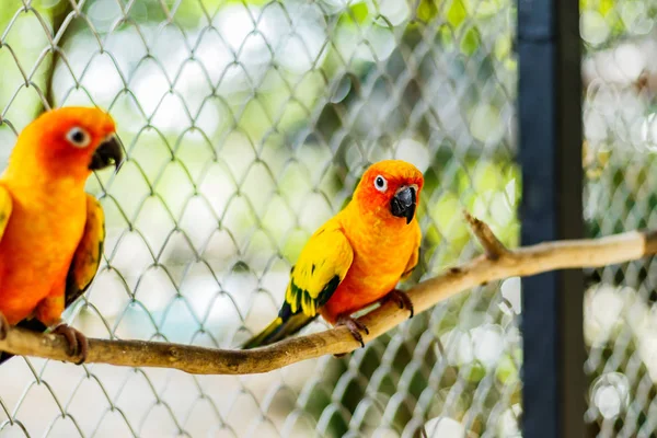 Mooie kleurrijke parrot, Sun papegaaiachtigen (Aratinga solstitialis), s — Stockfoto
