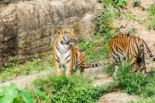 Bengálský tygr v lese — Stock fotografie