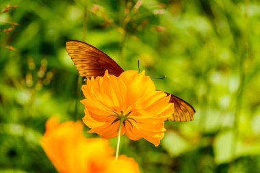 Sarı çiçek ücreti yarattığı güzel Körfez Fritillary kelebek