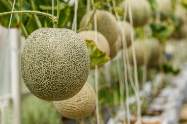 Kavun. Taze kavun ağacı üzerinde. seçici odak