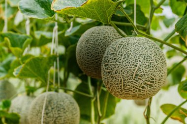 Kavun. Taze kavun ağacı üzerinde. seçici odak