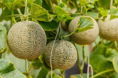 Kavun. Taze kavun ağacı üzerinde. seçici odak
