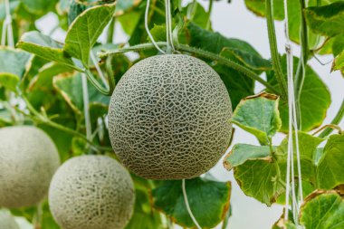 Kavun. Taze kavun ağacı üzerinde. seçici odak