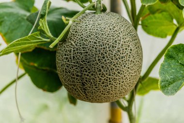 Kavun. Taze kavun ağacı üzerinde. seçici odak