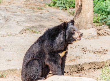 Ormandaki kara ayı. 