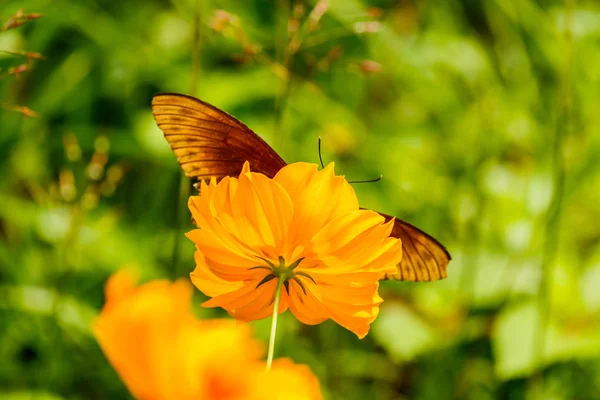 Hermosa mariposa fritillaria del Golfo posada sobre una tarifa de flor amarilla — Foto de Stock