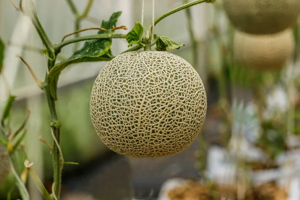 Cantaloupe. Melão fresco na árvore. foco seletivo — Fotografia de Stock