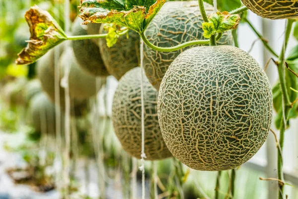 Cantaloupe. Melón fresco en el árbol. enfoque selectivo — Foto de Stock