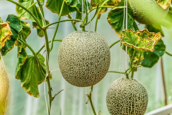 Cantaloupe. Melón fresco en el árbol. enfoque selectivo — Foto de Stock