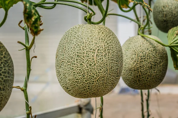 Cantaloupe. Melão fresco na árvore. foco seletivo — Fotografia de Stock