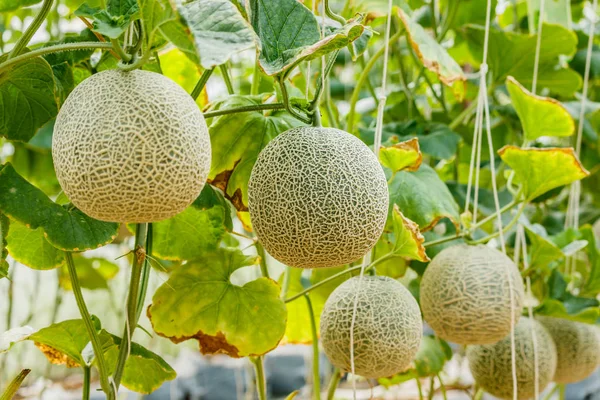 Cantaloupe. Melão fresco na árvore. foco seletivo — Fotografia de Stock