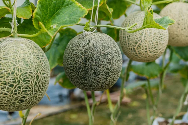 Meloni. Tuoretta melonia puussa. valikoiva kohdentaminen — kuvapankkivalokuva