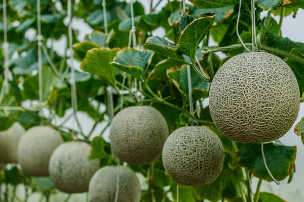 Meloen. Verse meloen op boom. selectieve aandacht — Stockfoto