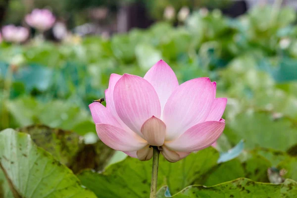 Flor de Loto y Flor de Loto — Foto de Stock