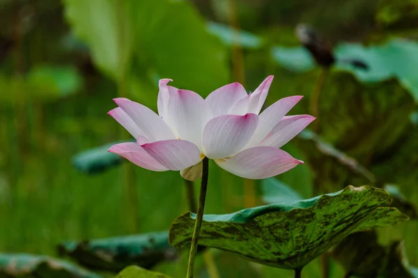 Fiore di loto e piante da fiore di loto — Foto Stock