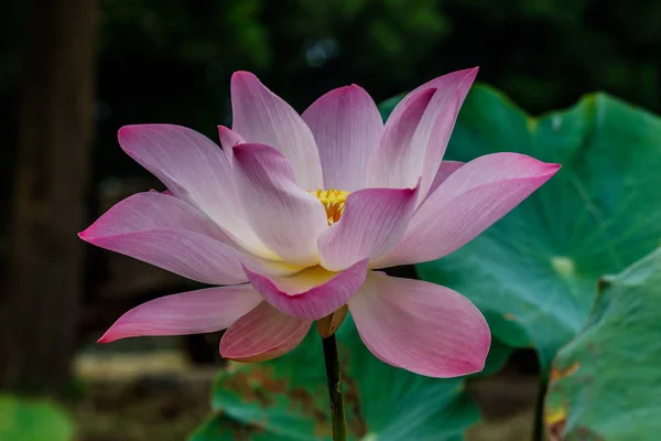 Flor de Loto y Flor de Loto — Foto de Stock