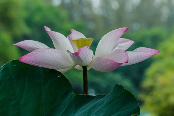 Lotosový květ a lotus květ rostliny — Stock fotografie