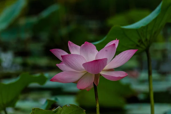 Fiore di loto e piante da fiore di loto — Foto Stock