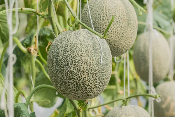 Cantaloupe. Melão fresco na árvore. foco seletivo — Fotografia de Stock