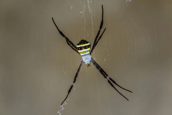 Pająk na pajęczynie na szarym tle — Zdjęcie stockowe