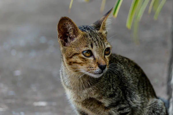 Thailand cute cat ruht Gewohnheiten von niedlichen Haustieren. Katzenrassen thaila — Stockfoto