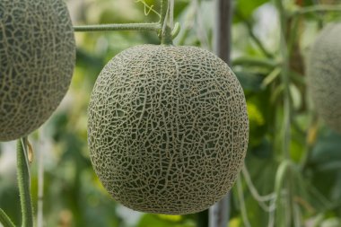 Kavun. Taze kavun ağacı üzerinde. seçici odak