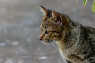 Tayland şirin kedi sevimli hayvanlar alışkanlıkları dinleniyor. Kedi doğurmak Thaila
