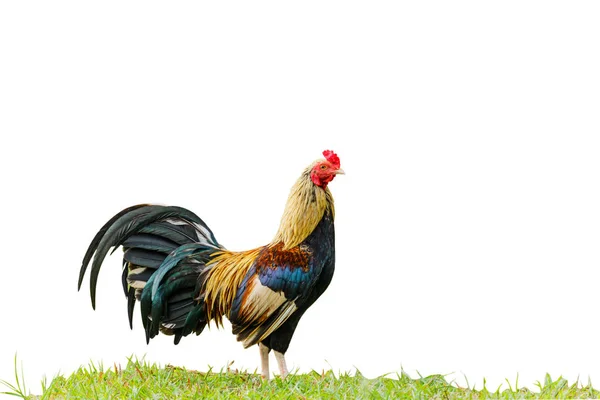 Beau coq isolé sur fond blanc avec une natte de coupe — Photo