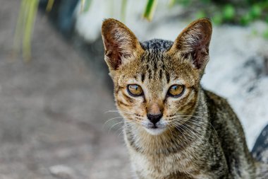 Tayland şirin kedi sevimli hayvanlar alışkanlıkları dinleniyor. Kedi doğurmak Thaila