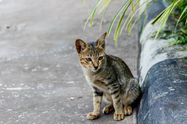 Tayland şirin kedi sevimli hayvanlar alışkanlıkları dinleniyor. Kedi doğurmak Thaila