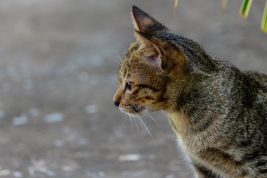 Tayland şirin kedi sevimli hayvanlar alışkanlıkları dinleniyor. Kedi doğurmak Thaila