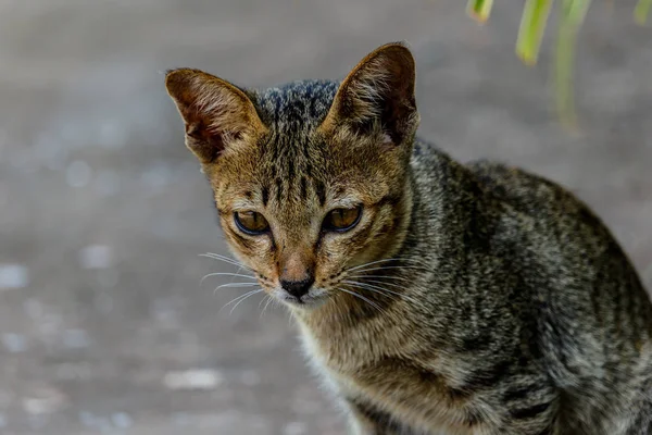 Таиланд милый кот отдыхает привычки милые домашние животные. Породы кошек Тайла — стоковое фото