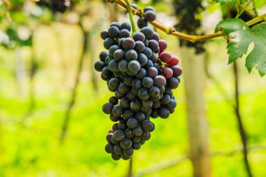  kırmızı şarap üzüm asma dan, sıcak backgro asmak büyük demet