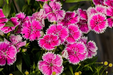 Pembe karanfil Çiçek Bahçe (karanfil chinensis).