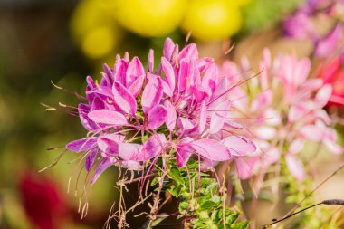 güzel renkli Batı Dara bahçede