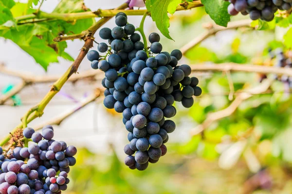 Grandes racimos de uvas de vino tinto cuelgan de una vid, backgro cálido — Foto de Stock