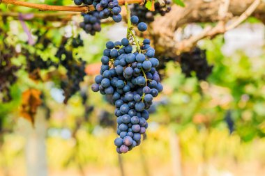  kırmızı şarap üzüm asma dan, sıcak backgro asmak büyük demet