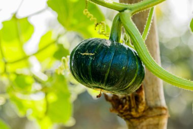 Kış kabak veya kabak olan ağaç üzerinde
