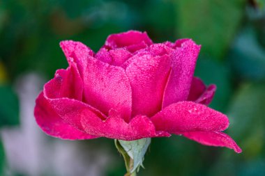 doğal Bahçe arka planda taze gül