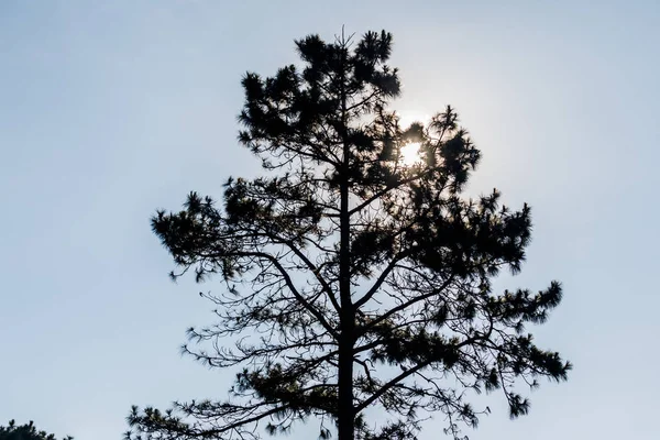 Dennenbomen van een bos in de bergen en de zon — Stockfoto
