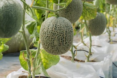 Kavun. Taze kavun ağacı üzerinde. seçici odak