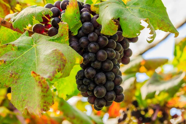 Grandes grappes de raisins rouges suspendues à une vigne, noir chaud — Photo