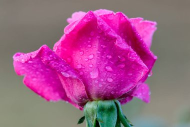 doğal Bahçe arka planda taze gül