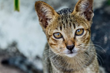 Tayland şirin kedi sevimli hayvanlar alışkanlıkları dinleniyor. Kedi doğurmak Thaila