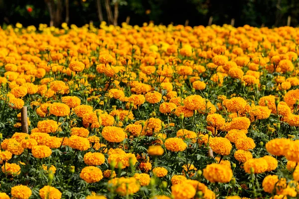 Marigolds цветы в саду — стоковое фото