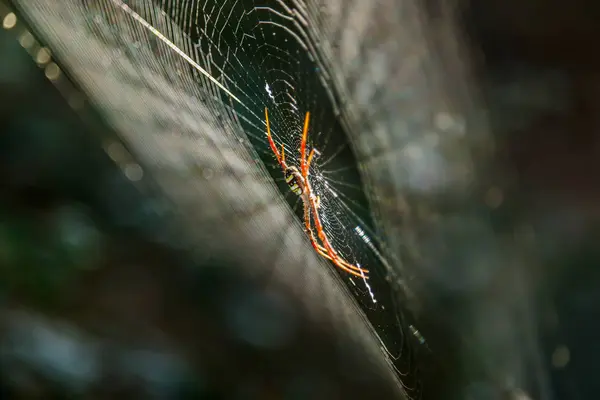 Spiders(Argiope versicolor)-クモの巣. — ストック写真