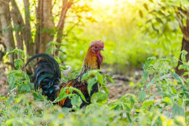 Sabah hafif ve yeşil doğa arka plan üzerinde renkli horoz