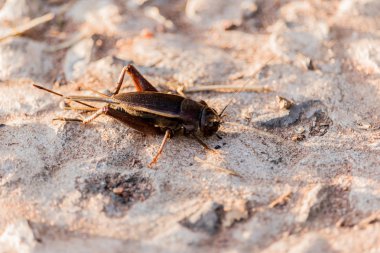 Doğal siyah sıçrayan cıvıl cıvıl böcek