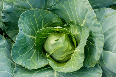 Böcek ısırığı, yeşil sarı karnabahar vegeta üzerinden çürümüş lahana
