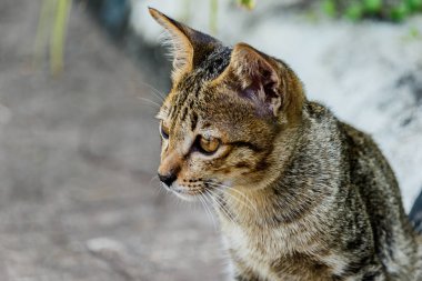 Tayland şirin kedi sevimli hayvanlar alışkanlıkları dinleniyor. Kedi doğurmak Thaila